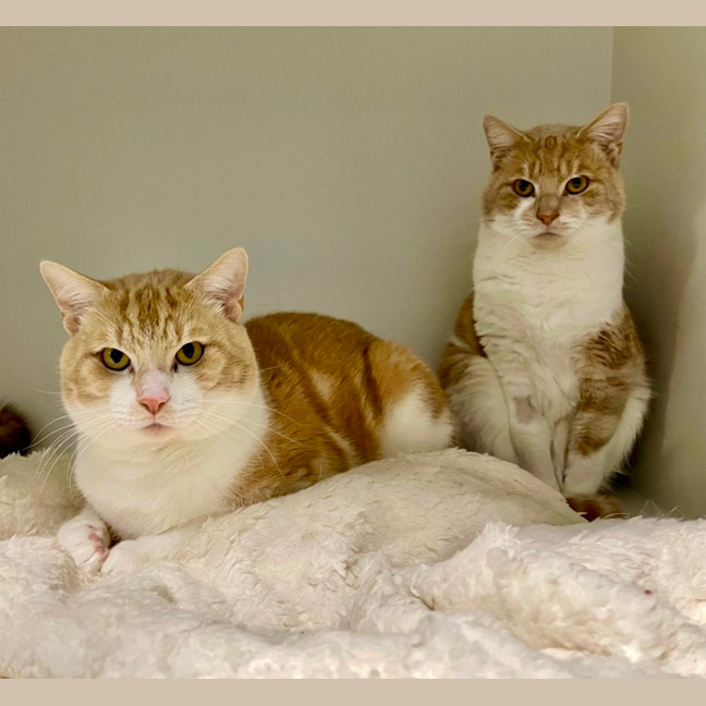 Photo of Maple And Benny