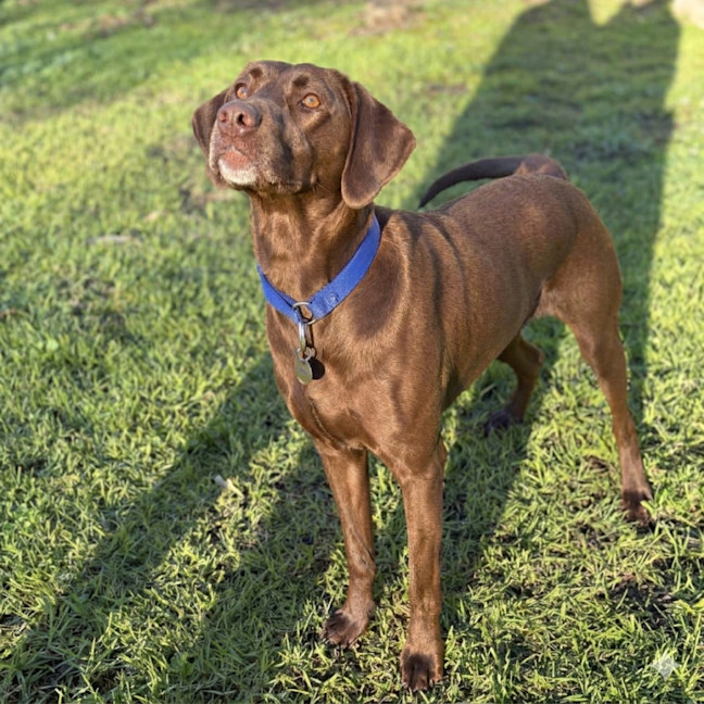 Photo of Scout