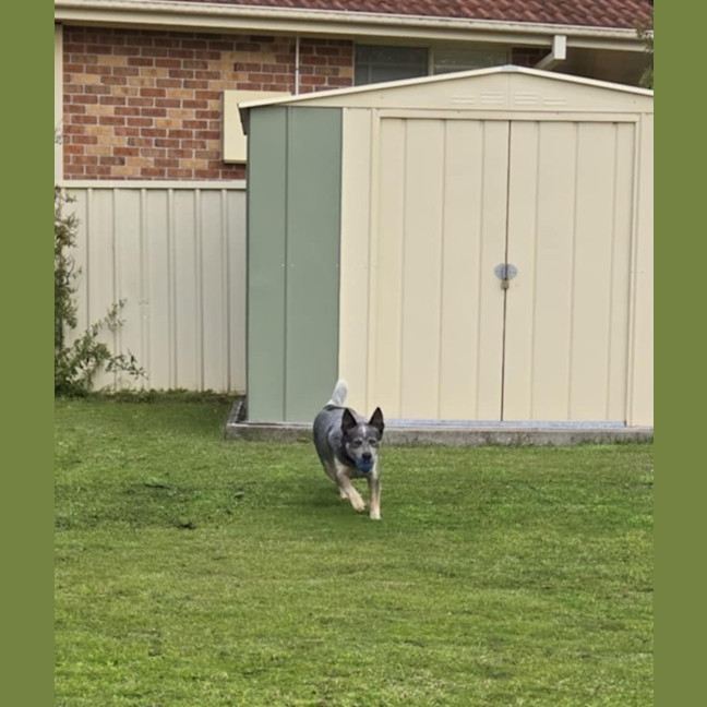 Photo of Rambo   3 Year Old Cattle Dog (Trial 26/9)