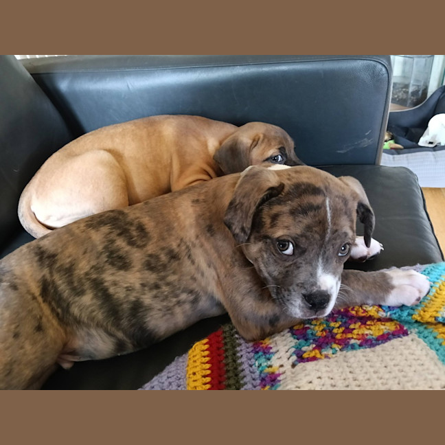 Photo of Milo (Was Ollie)