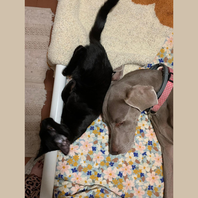 Photo of Blackie