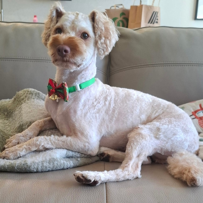 Photo of Bailey 🩵