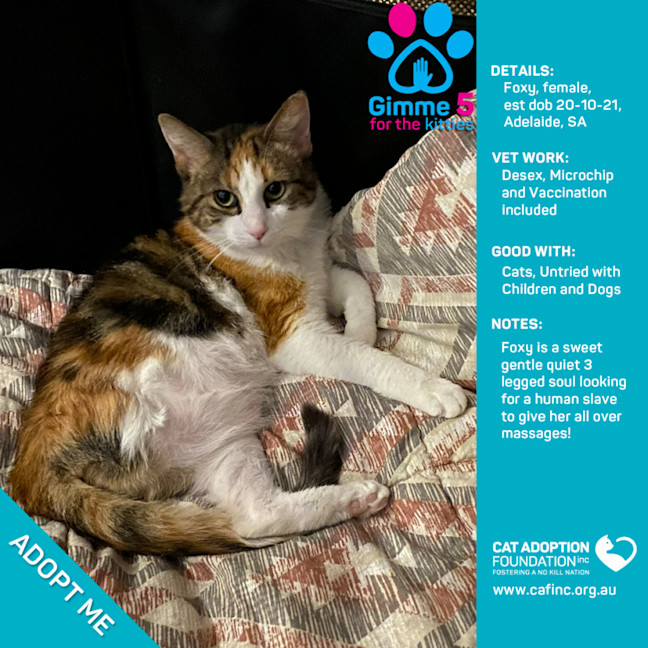 Photo of Foxy Only $50 Limited Time!