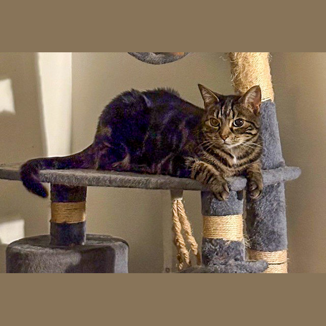 Photo of Luna