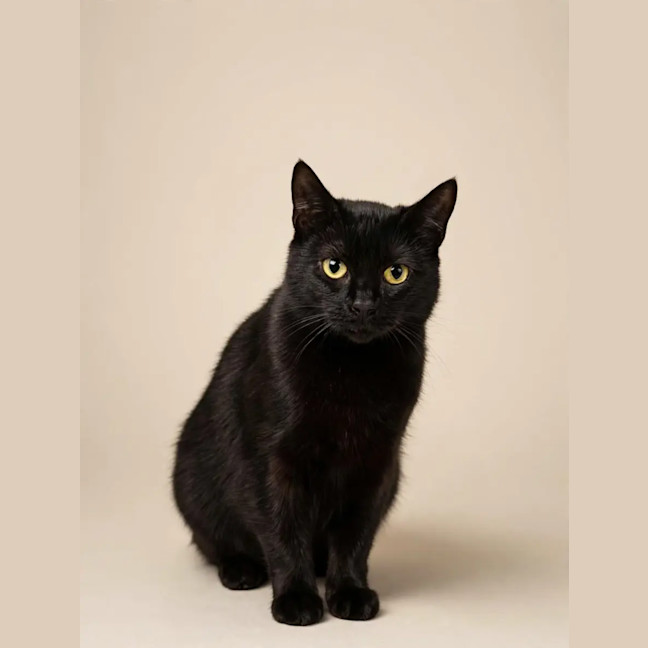 Photo of Bellatrix 