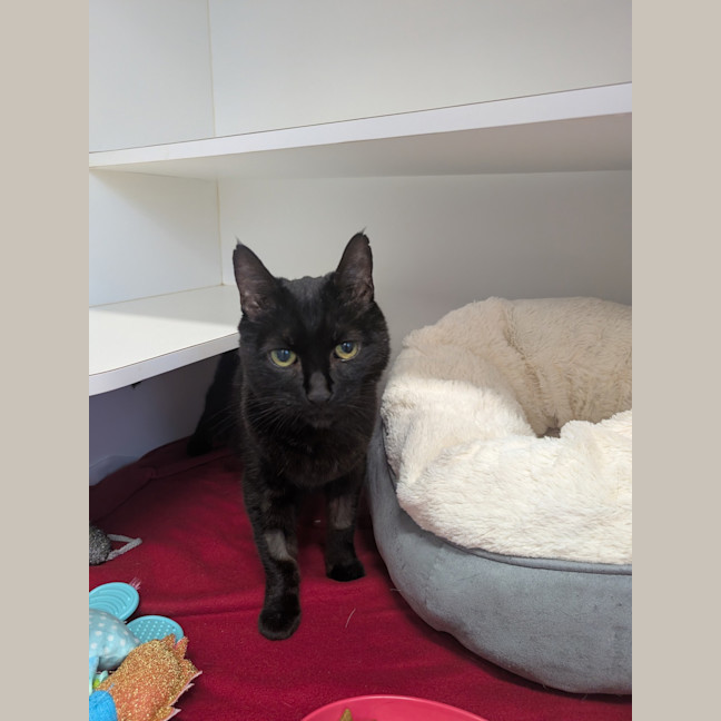 Photo of Sooty