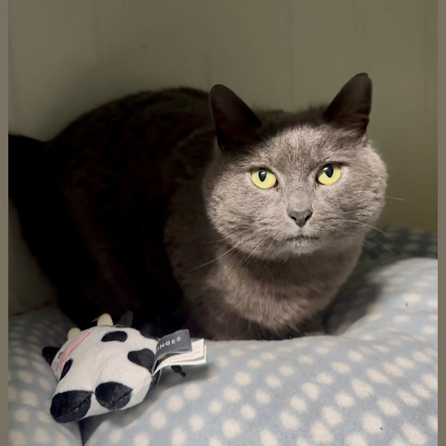Photo of Kali