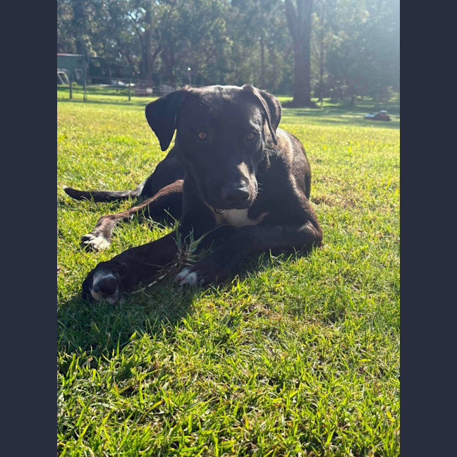 Photo of Floki