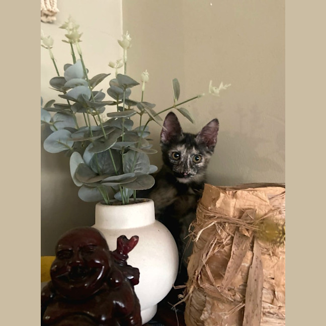 Photo of Szechuan