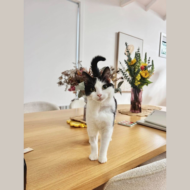 Photo of Moo