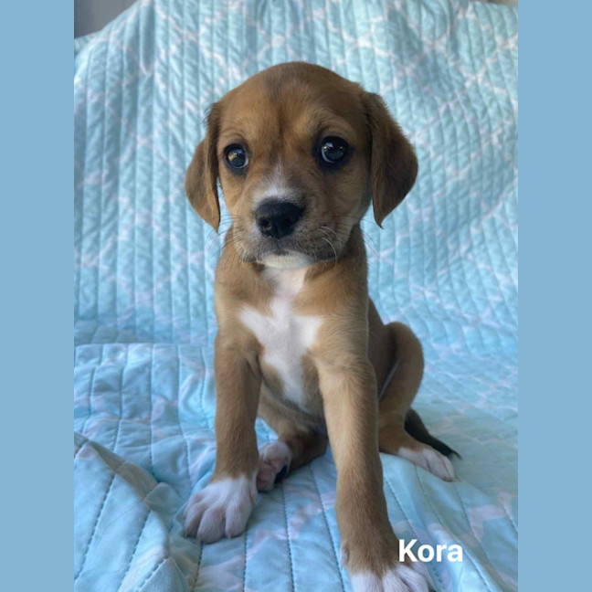 Photo of Kora