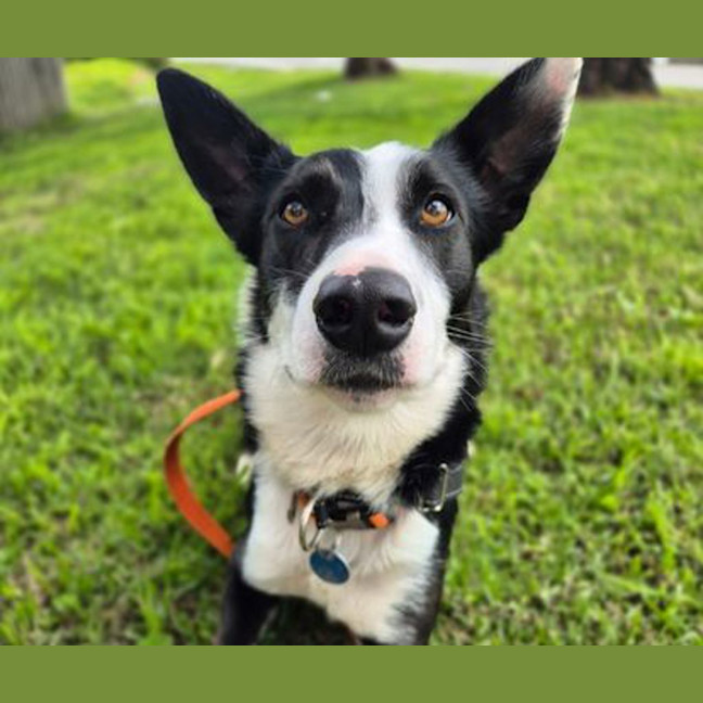 Photo of Otis