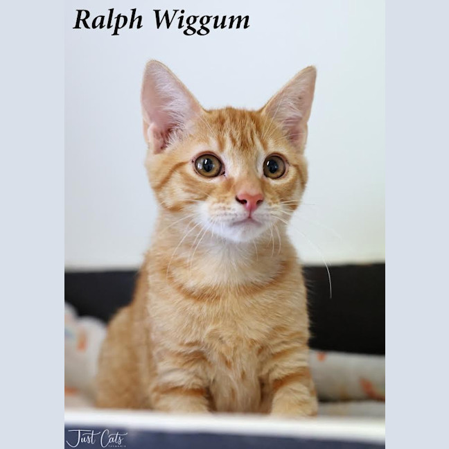 Photo of Ralph Wiggum