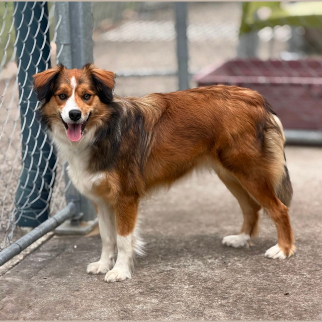 Photo of Stella