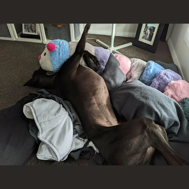 Photo of Cassie, The Greyhound