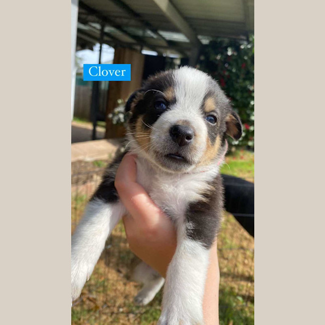 Photo of Clover   8 Week Old Kelpie X (Trial)
