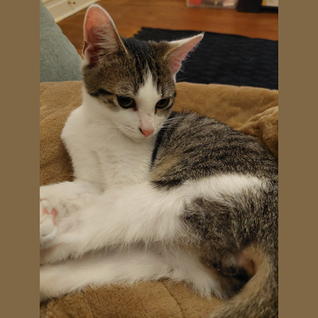 Photo of Toe Beans