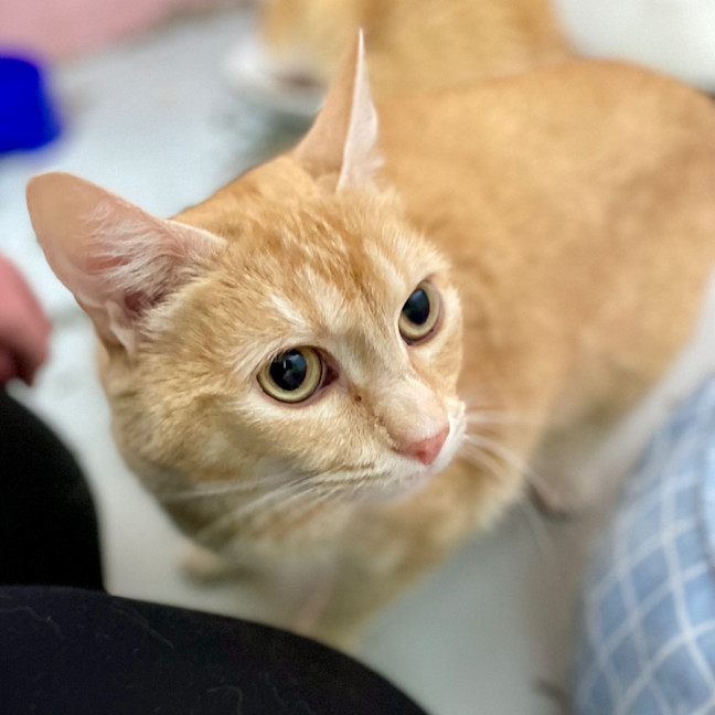 Photo of Honey