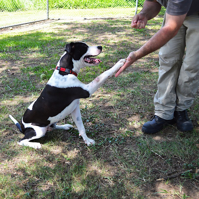 Photo of Snoopy