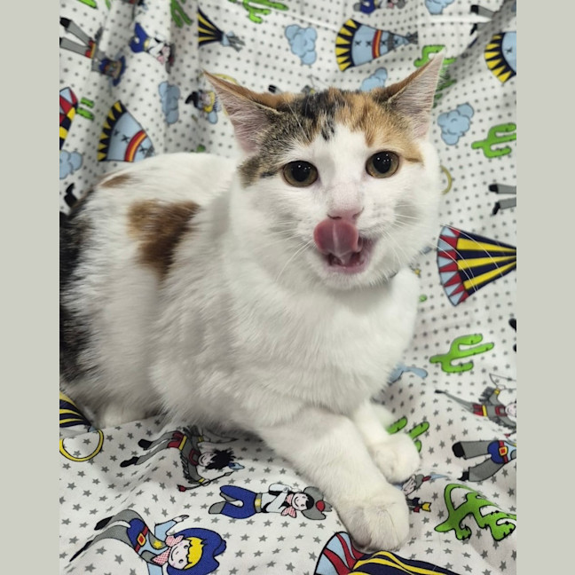 Photo of Callie