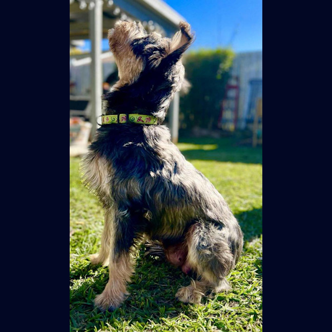 Photo of Dizzy Rascal