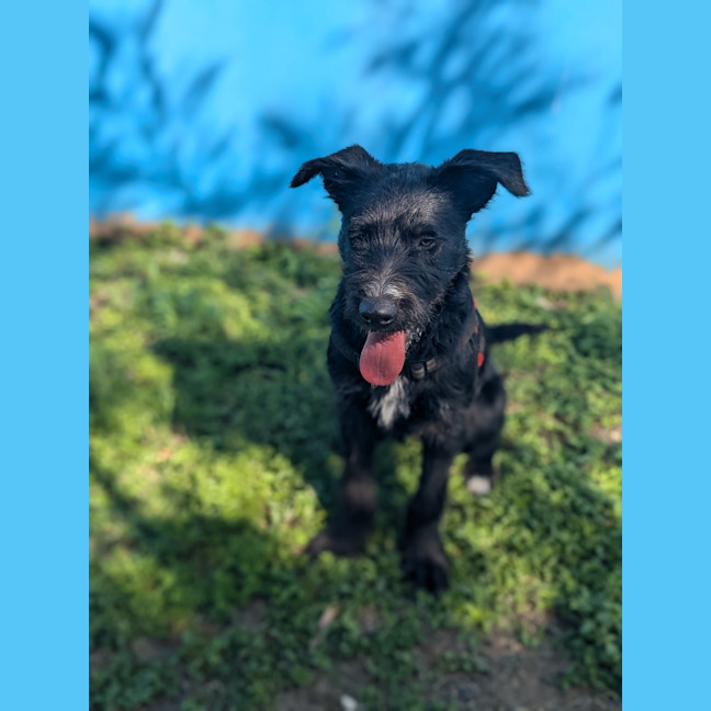 Photo of Jasper