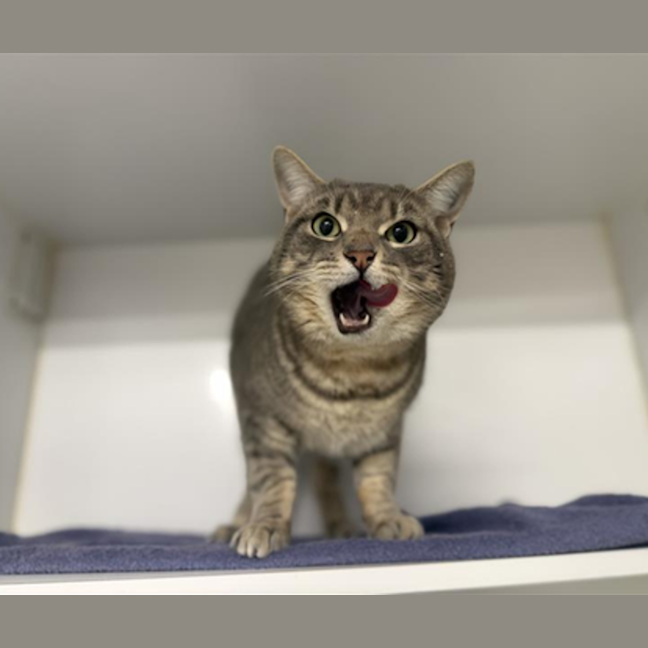 Photo of Mochi