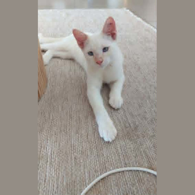 Photo of Lumi