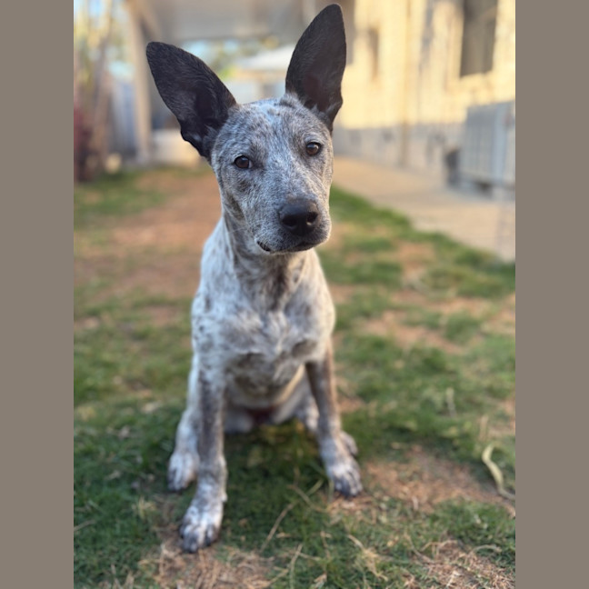 Photo of Trixie *$250 Adoption Fee*