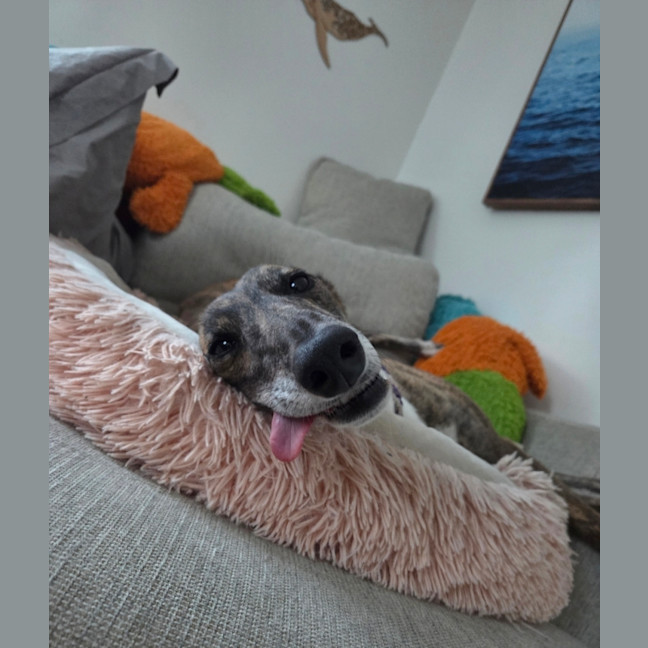 Photo of Ruby, The Greyhound