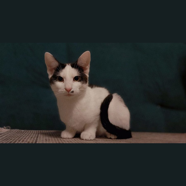 Photo of Hercule Poirot