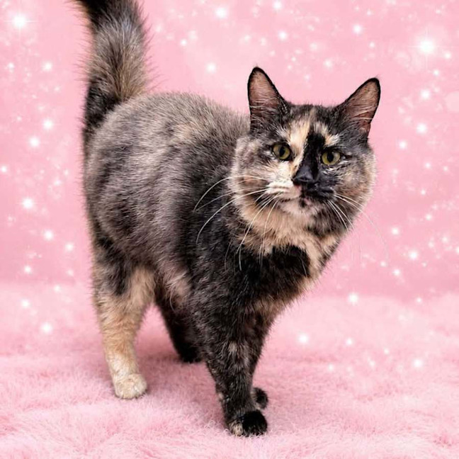 Photo of 14555   Miss Torti