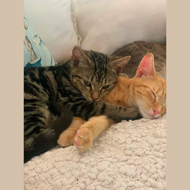 Photo of Ziggy & Bowie