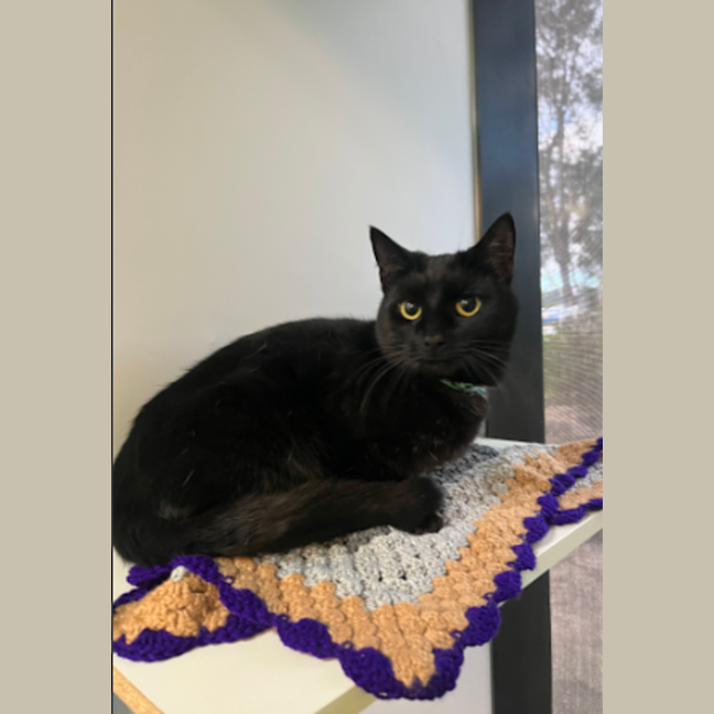 Photo of Midnight Maccas Run