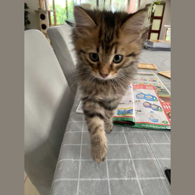 Photo of Coco