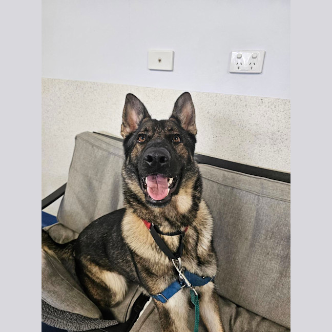 Photo of Lyra