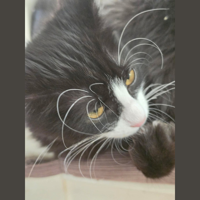 Photo of Chloe   In Foster Care In Healesville