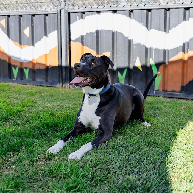 Photo of Goose