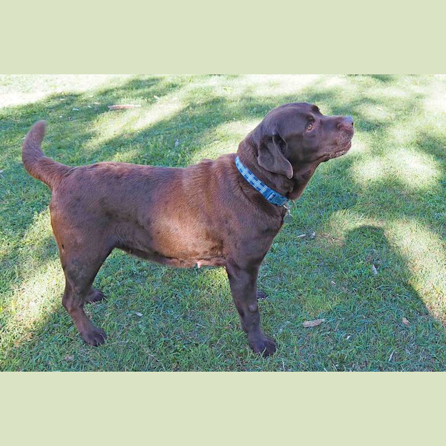 Photo of Coco