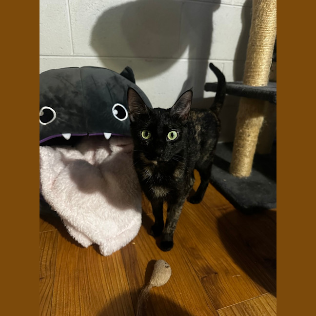 Photo of Raven