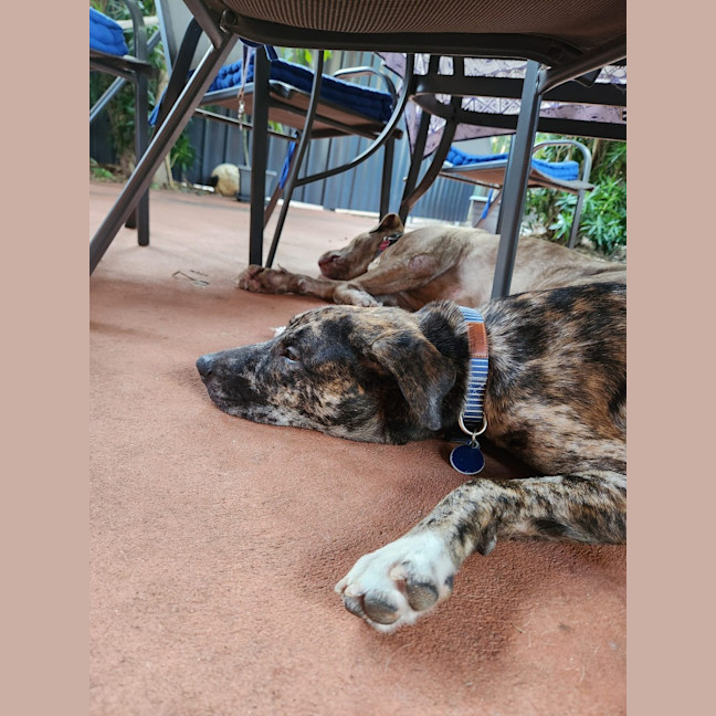 Photo of Cleo