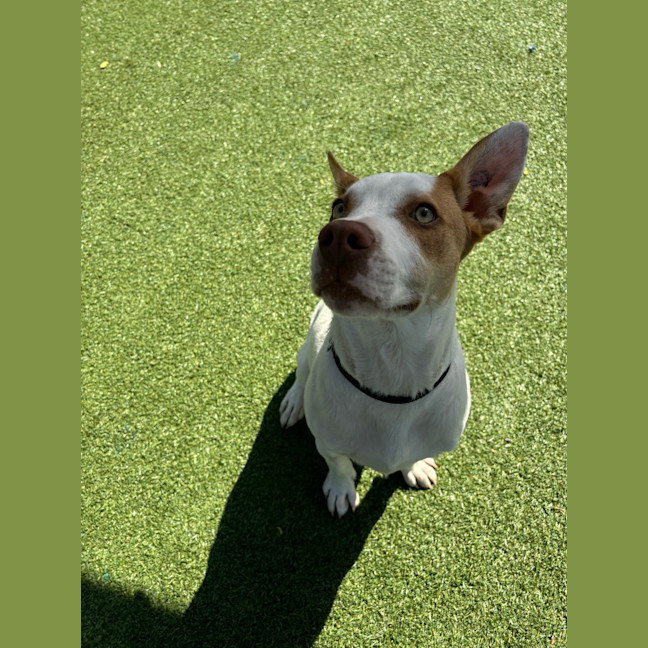 Photo of Loki