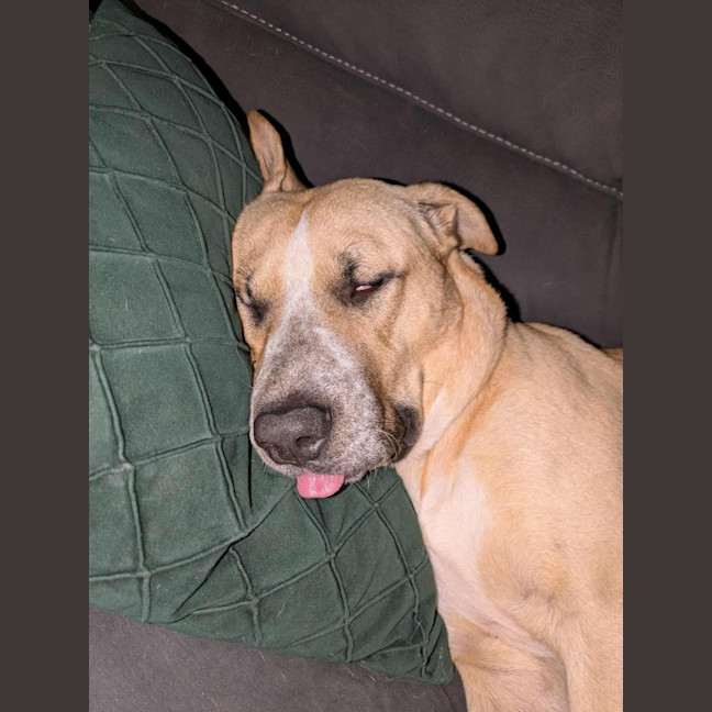 Photo of Barney