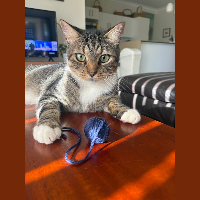 Photo of Bandit