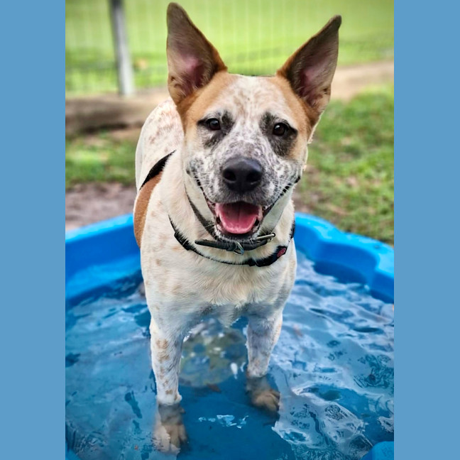 Photo of Hank