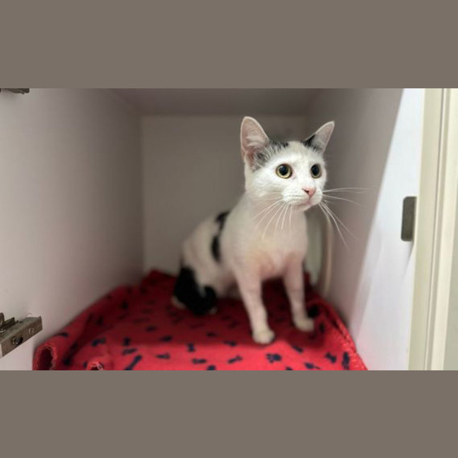 Photo of Daisy