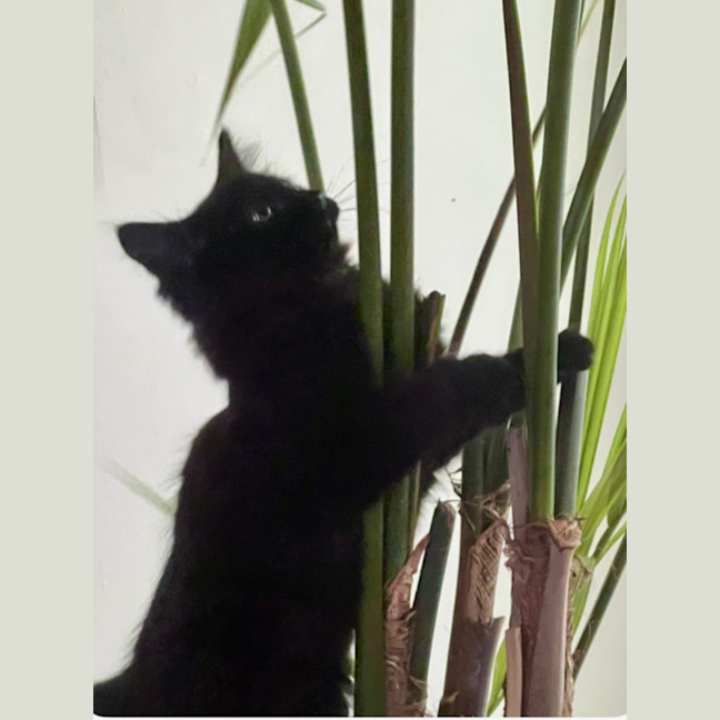 Photo of Jules