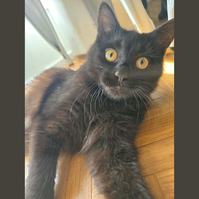 Photo of Nyx