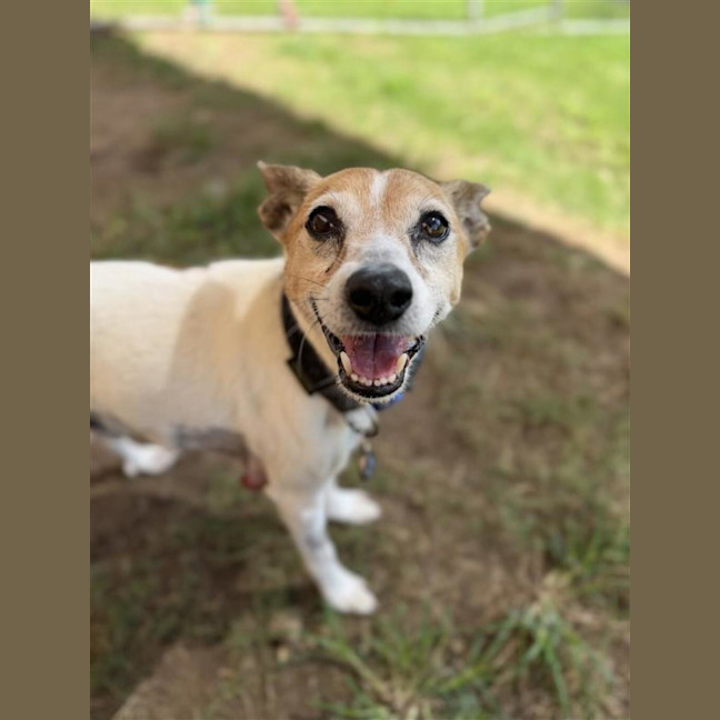 Photo of Buddy