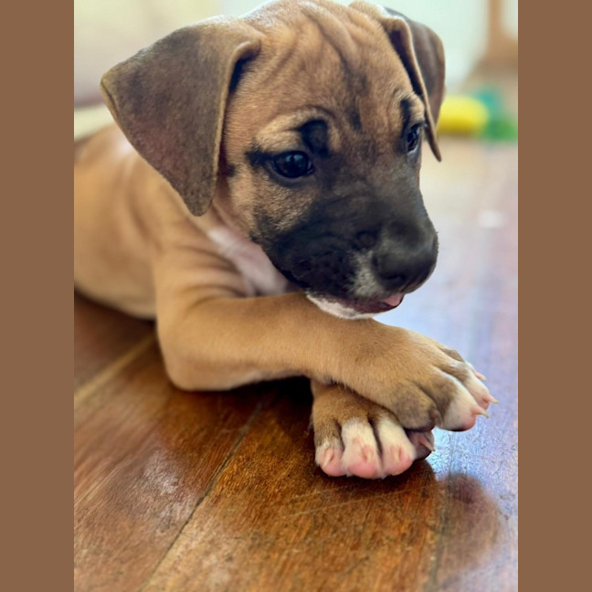 Photo of Rusty/Pumpkin Spice